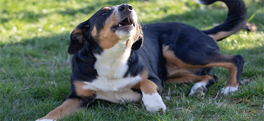 Beagle-Cross-Barking