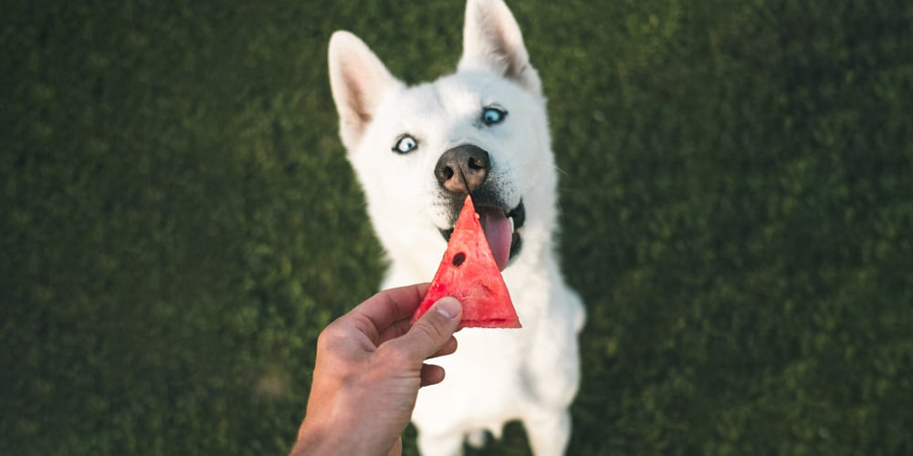 Fruits and Vegetables Your Dog Can Safely Eat