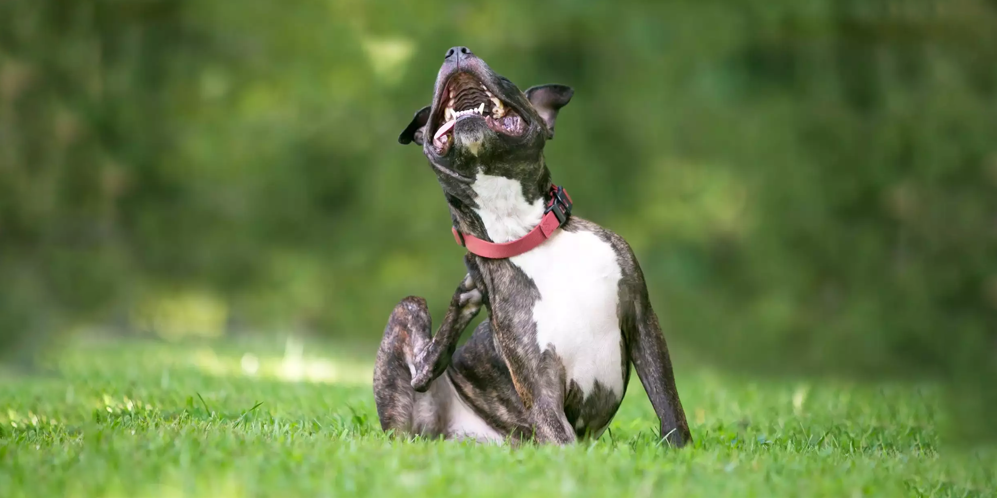 5 Common Causes of Itching in Pets